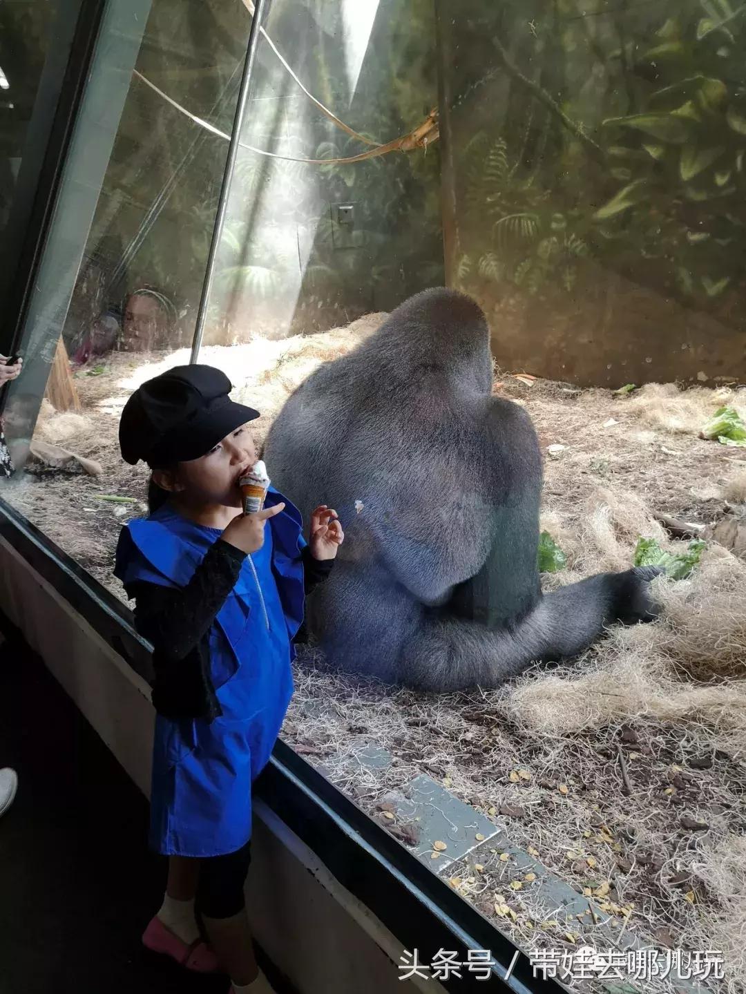 芝加哥夏季游玩攻略,芝加哥夏天游玩攻略