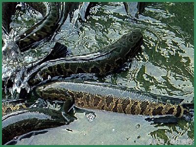 黑鱼病害防治技术视频,黑鱼养殖中常见的疾病有哪些