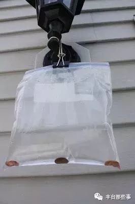 洗衣粉白糖消灭蟑螂,一勺洗衣粉