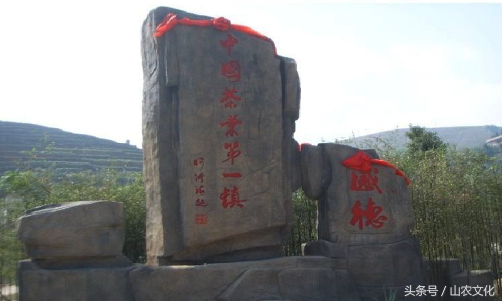 安溪西坪核心产区红心铁观音,安溪铁观音茶叶最好的产区