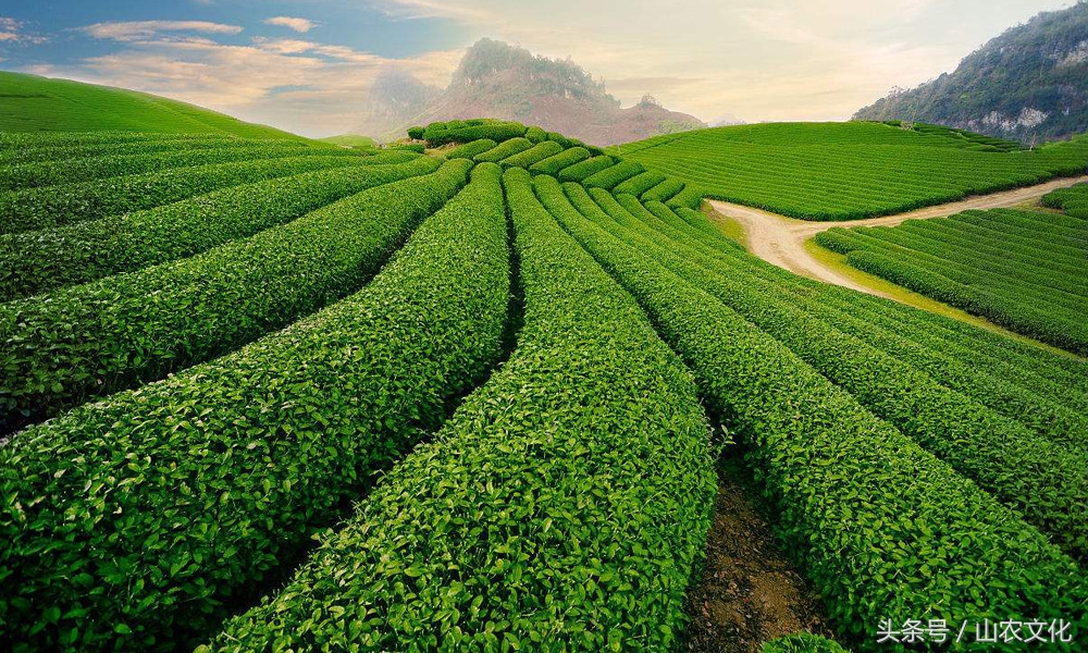 安溪西坪核心产区红心铁观音,安溪铁观音茶叶最好的产区