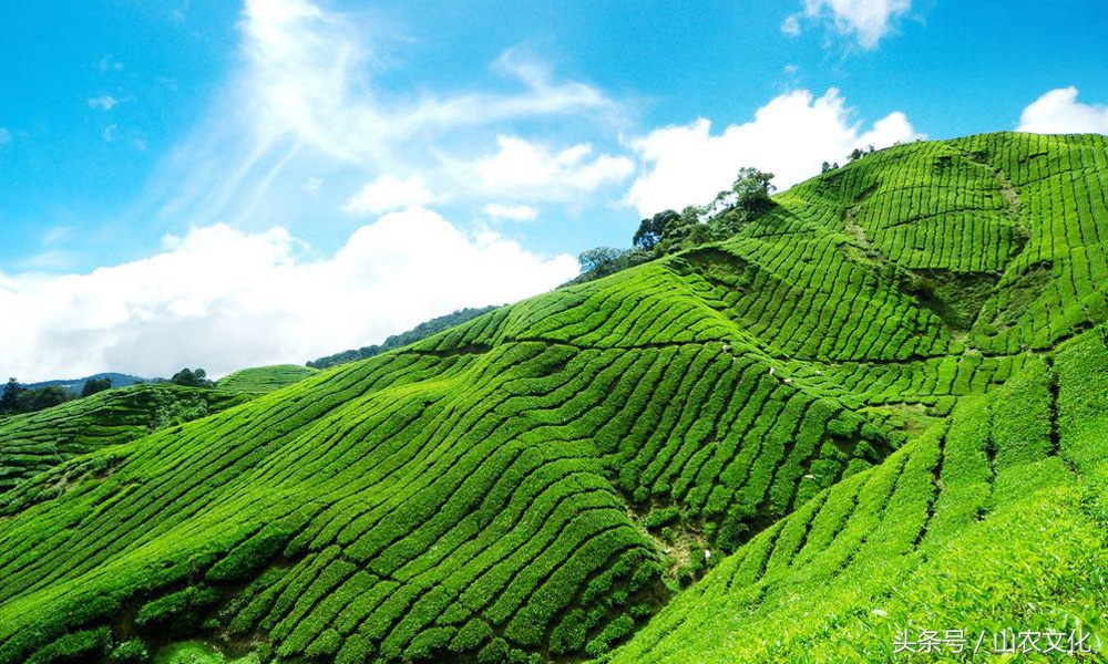 安溪西坪核心产区红心铁观音,安溪铁观音茶叶最好的产区