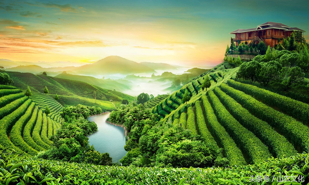 安溪西坪核心产区红心铁观音,安溪铁观音茶叶最好的产区