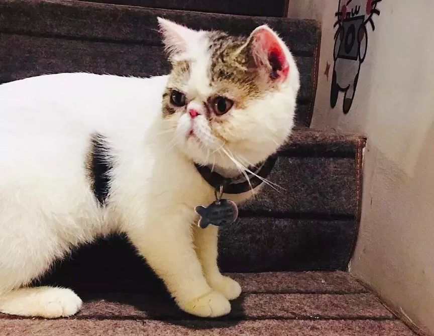 环境优雅又有情调的咖啡馆,五一必打卡意式咖啡厅推荐