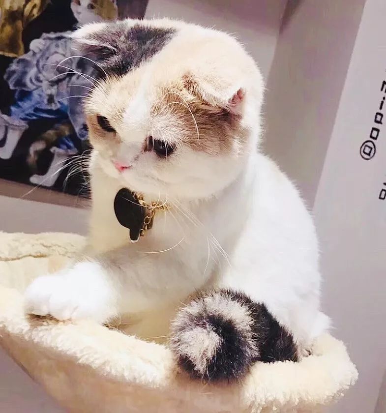 环境优雅又有情调的咖啡馆,五一必打卡意式咖啡厅推荐