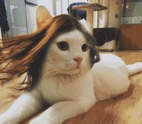 世界杯三喵,世界杯三猫军团