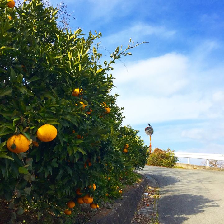 日本周边小众景点有哪些,日本热门城市各有哪些景点