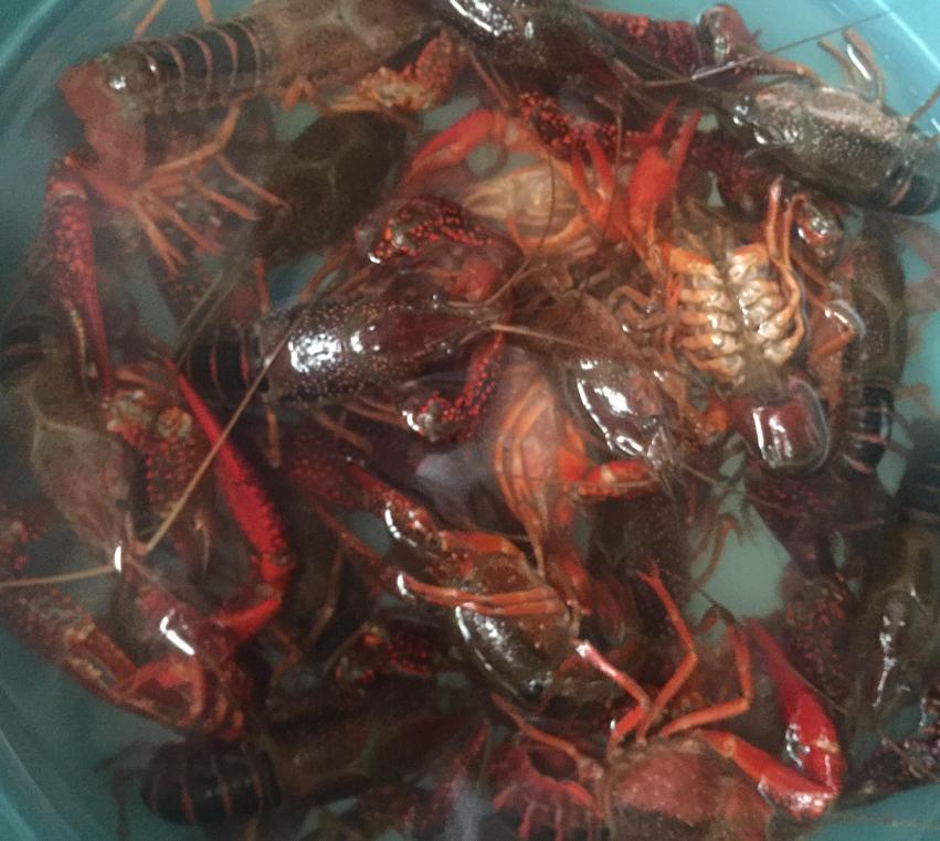 龙虾做法蒜蓉小龙虾,小龙虾的家常做法香辣蒜蓉龙虾