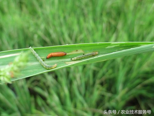 单季稻二化螟防治时期,二化螟稻飞虱稻纵卷叶螟