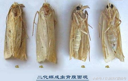 单季稻二化螟防治时期,二化螟稻飞虱稻纵卷叶螟
