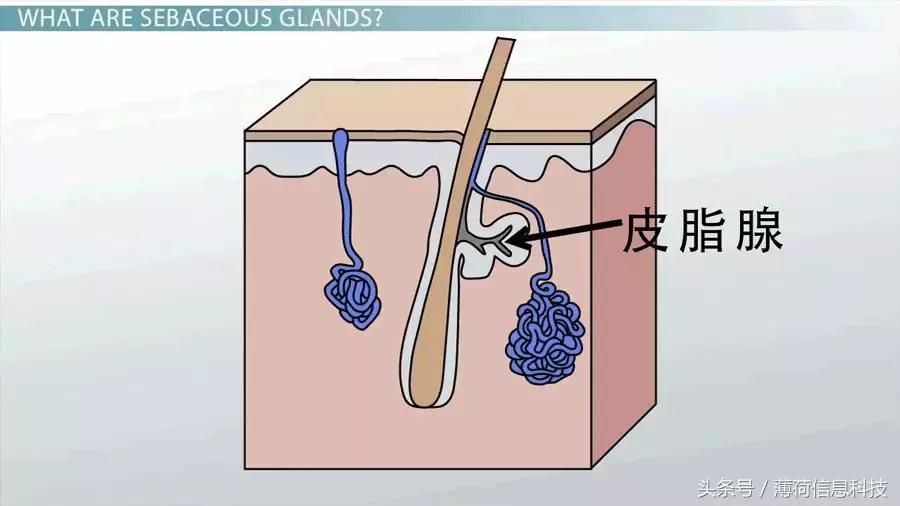 看完这篇,痘痘黑头通通灭掉