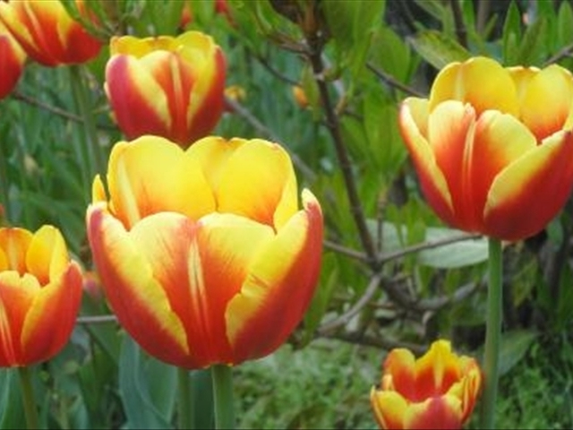 郁金香花卉了解,郁金香的习性和特点