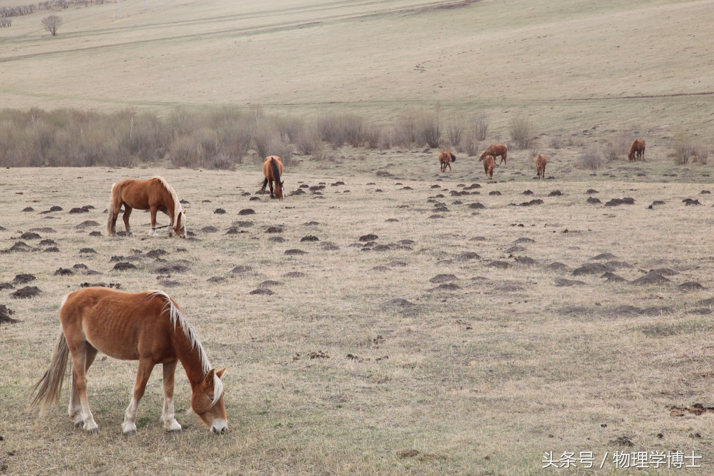 北海是四海之首吗,四海之一的北海在哪里