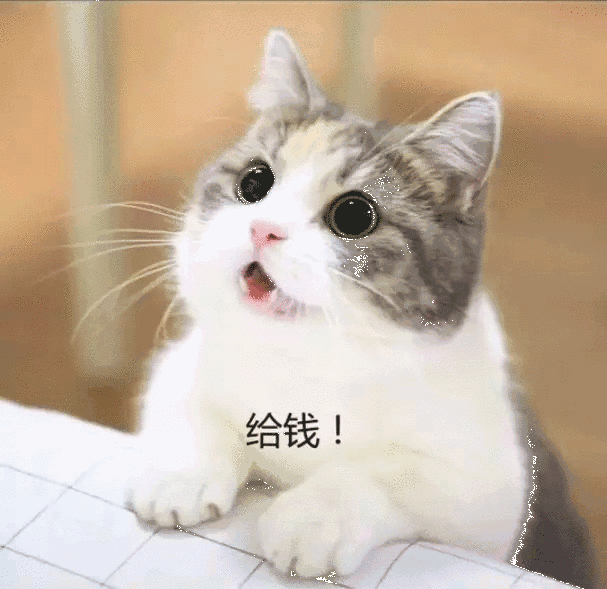 求生欲望很强的猫咪,求生欲强的猫