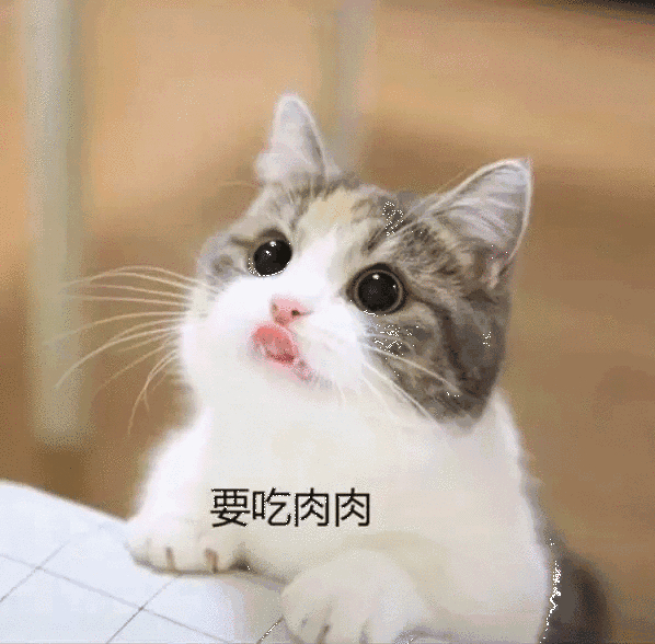 求生欲望很强的猫咪,求生欲强的猫