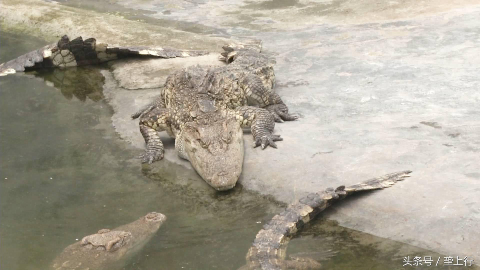 养鳄鱼10000条3年赚多少钱,与鳄共舞纪录片