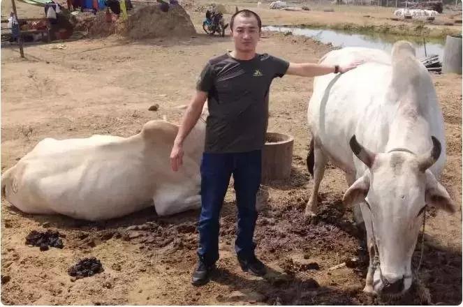 肉牛存栏量不足,国产牛肉为啥一直发展不起来