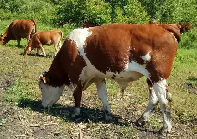 肉牛存栏量不足,国产牛肉为啥一直发展不起来