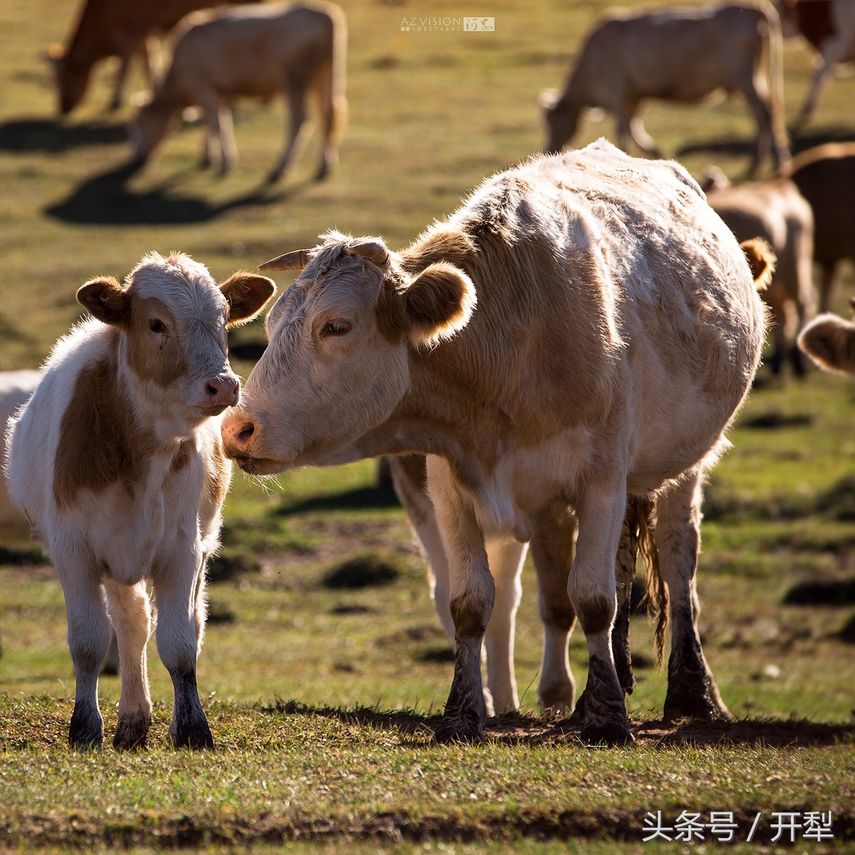 牛羊血吸虫病防治,多雨季节养羊防羊瘟