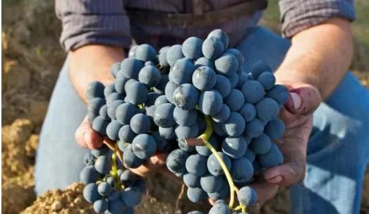 开一家农场怎样一个月赚2000万,开一家农场赚钱吗