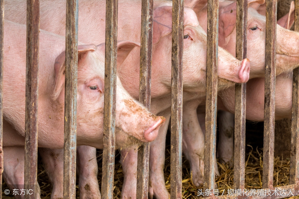 养猪可以申请哪个银行的贷款,养猪贷款有几种贷款方式