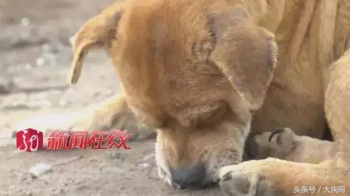 哈尔滨杀狗事件,哈尔滨惊现杀狗敲诈宠物店