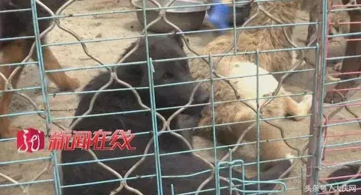 哈尔滨杀狗事件,哈尔滨惊现杀狗敲诈宠物店