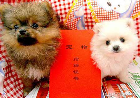 狗狗可以列为伴侣动物吗,狗狗可以带着一起结婚吗