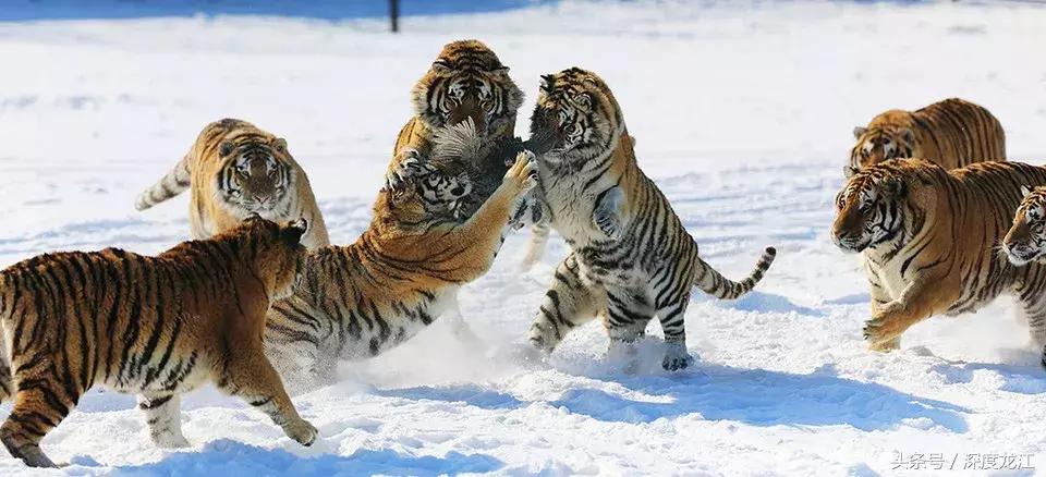 从黑A到黑P黑龙江城市名片大PK最能代表你家乡的是……