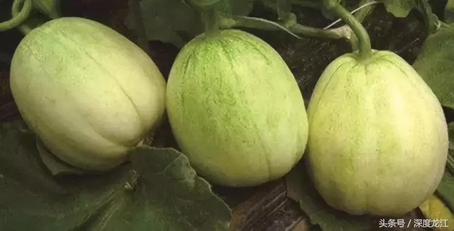 从黑A到黑P黑龙江城市名片大PK最能代表你家乡的是……