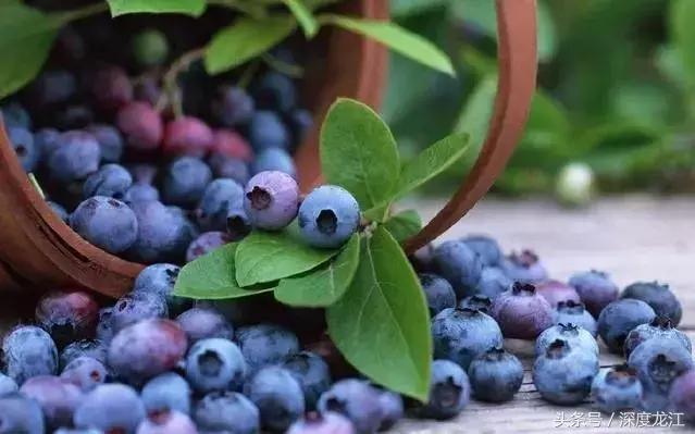 从黑A到黑P黑龙江城市名片大PK最能代表你家乡的是……