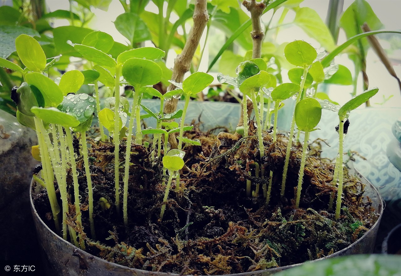 决明子护肝养肝明目,清肝明目决明子最佳配方