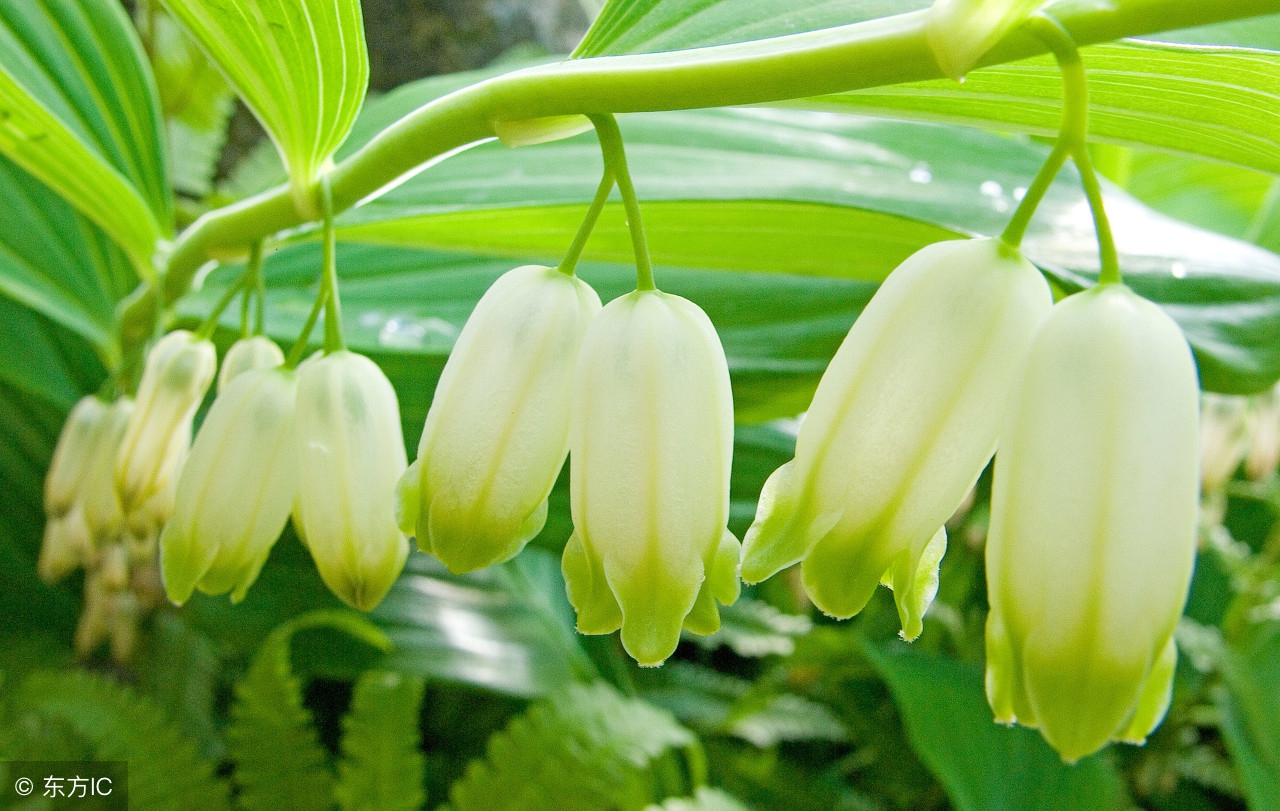 补气血中药玉竹,补阴中药玉竹