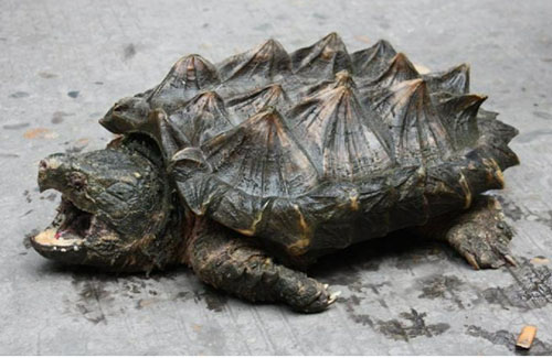 七种真实存在的史前动物,史前十大动物进化史