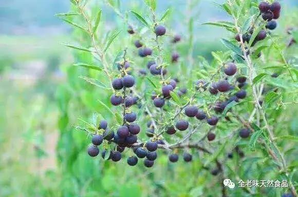 黑枸杞小贴士,黑枸杞真有这么好吗