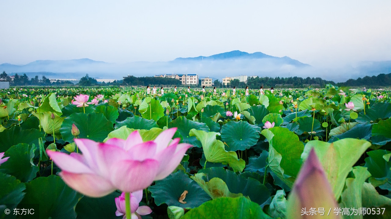 历代荷花诗,古人咏荷诗大全