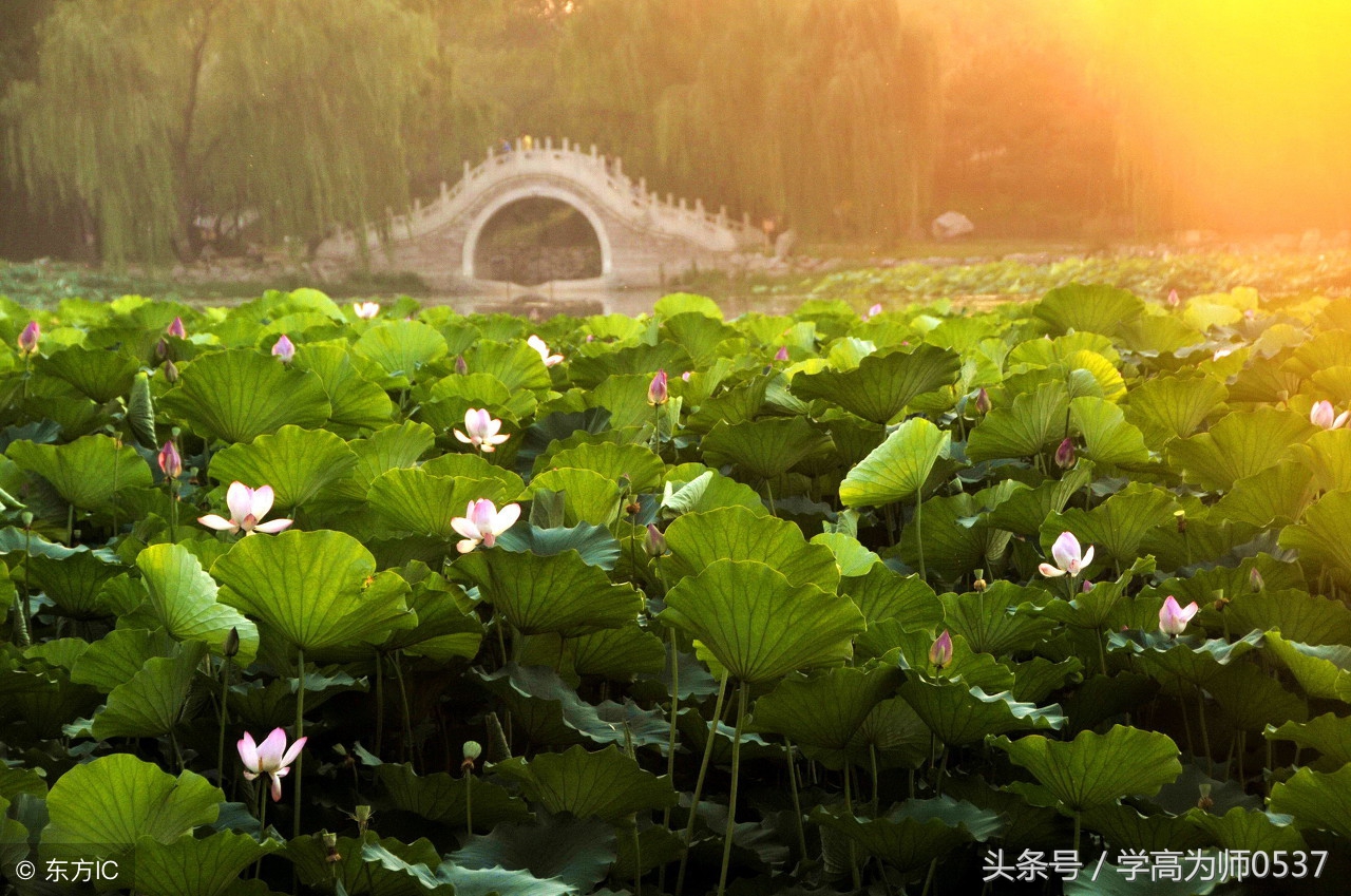 历代荷花诗,古人咏荷诗大全