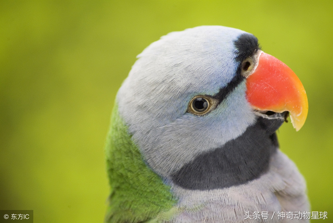 大绯腹鹦鹉怎么驯养,绯胸鹦鹉品种大全