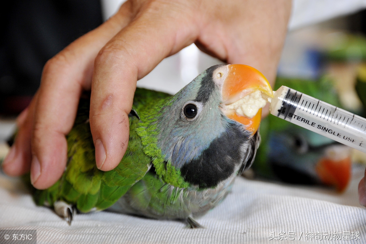 大绯腹鹦鹉怎么驯养,绯胸鹦鹉品种大全