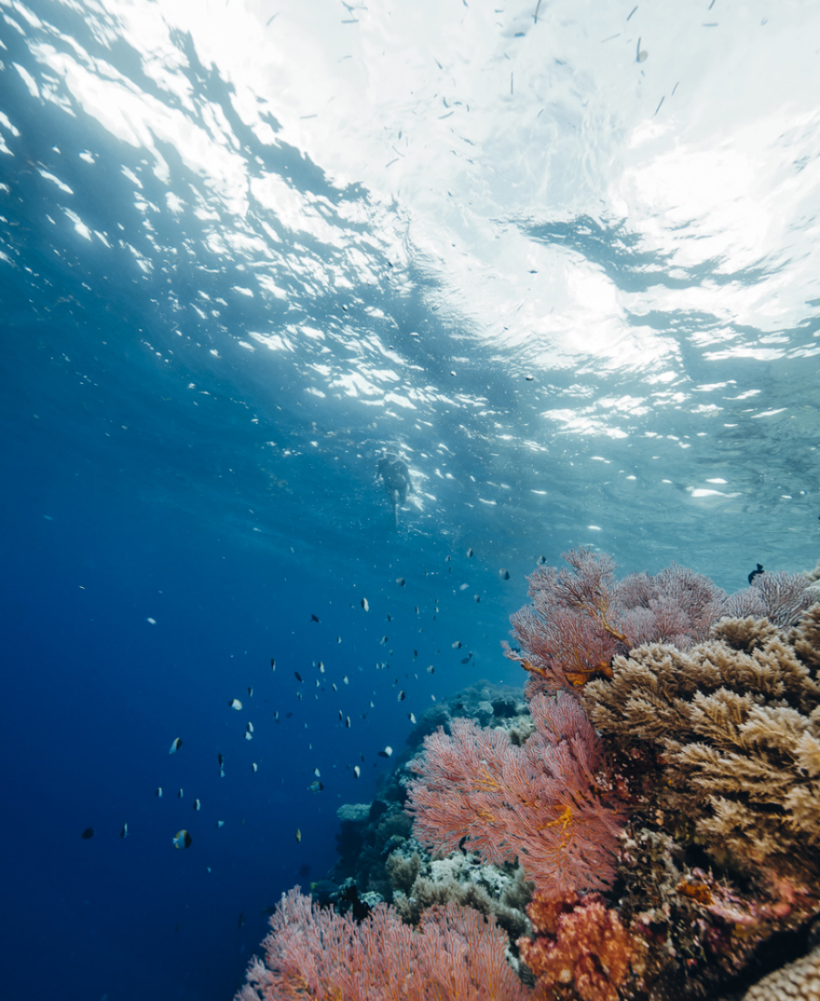 帕劳海岛游哪最好,帕劳海岛必去景点