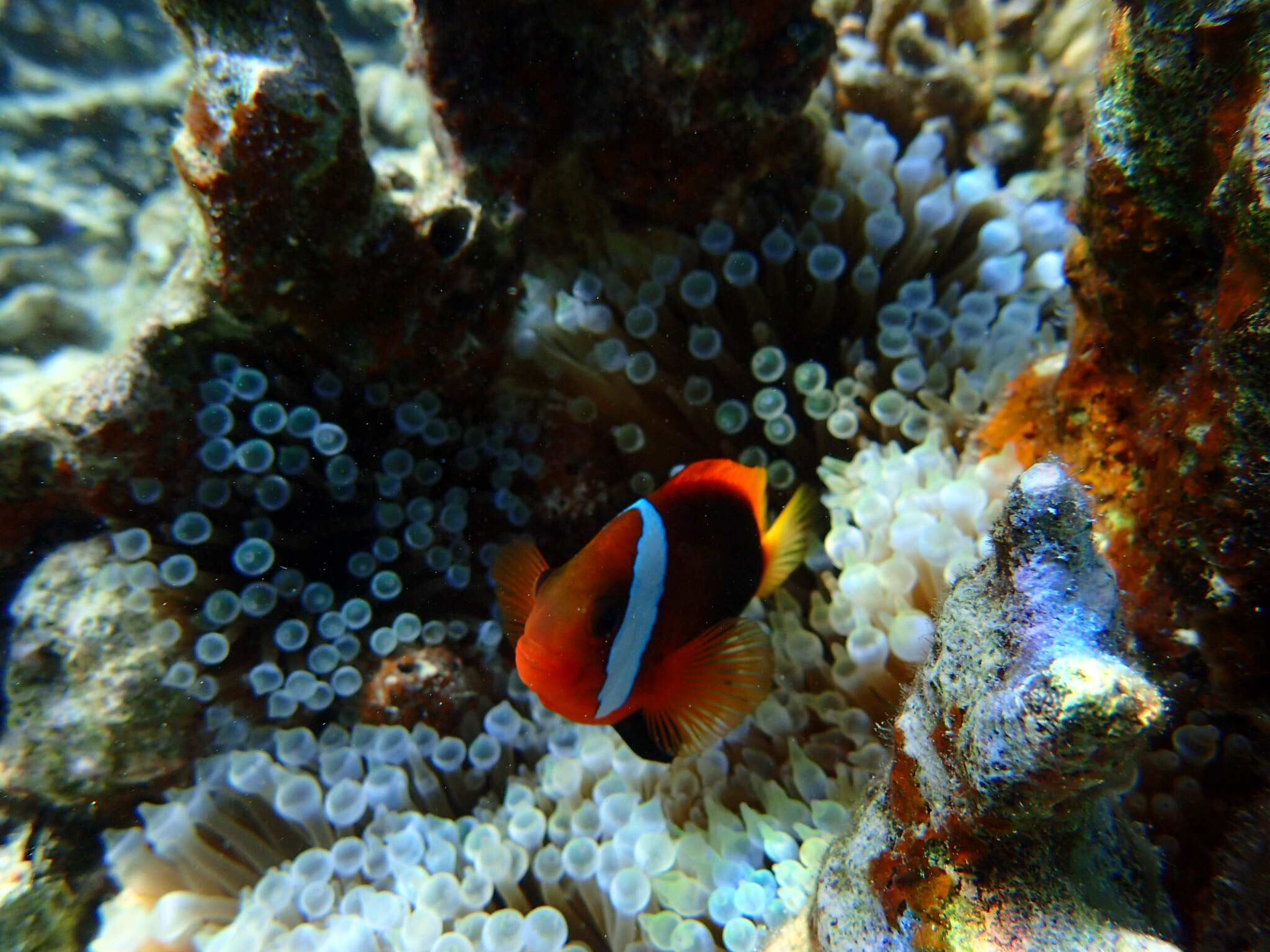 帕劳海岛游哪最好,帕劳海岛必去景点