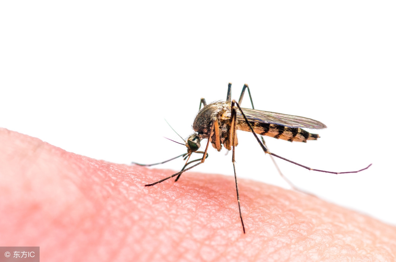 一女子被蚊虫叮咬,女子蚊子叮咬急诊
