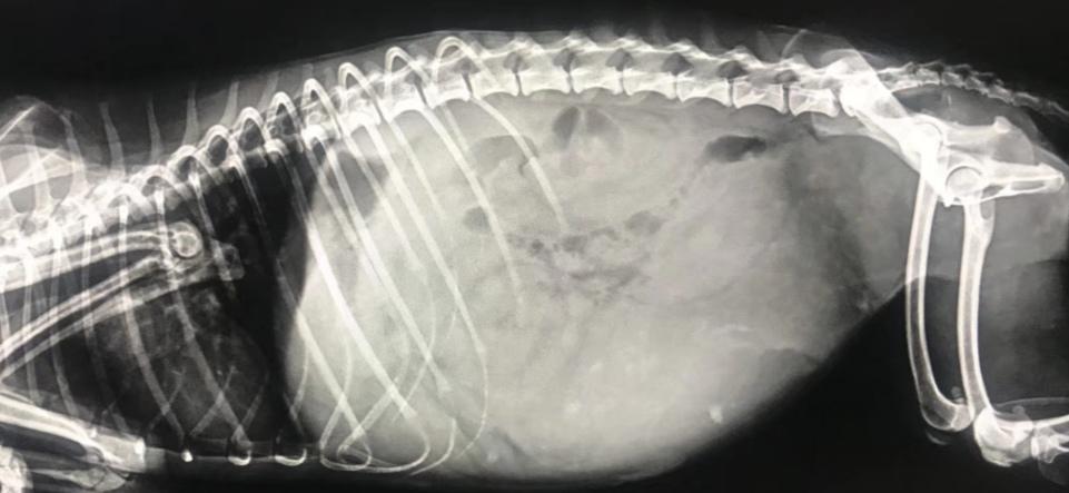 狗:我一次恋爱都没谈,居然得了这种病