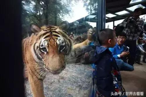 云南的玻璃栈道,云南最高的玻璃栈道在哪里