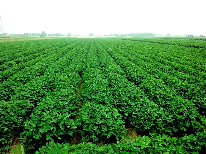 花生出苗后缺苗严重怎么办,花生高产种植病虫害管理