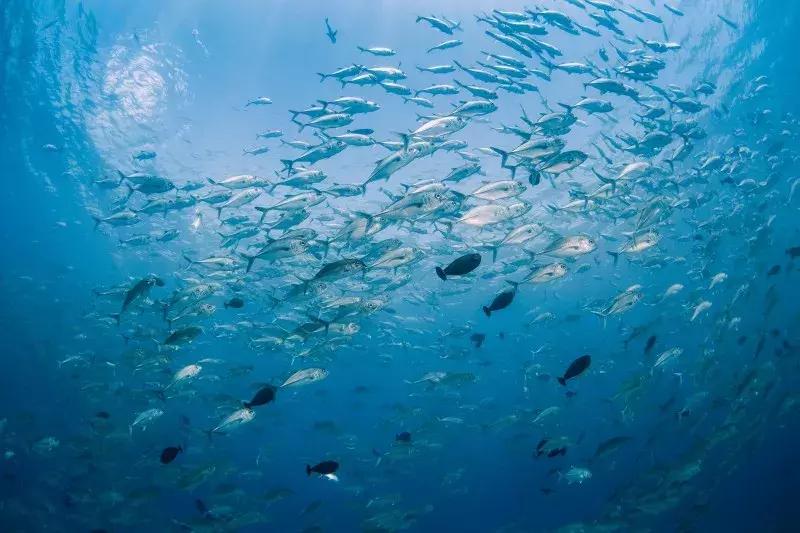 去帕劳玩,帕劳潜水的四个理由