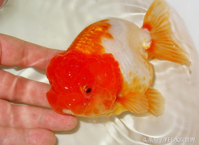 金鱼冬眠的正确姿势,金鱼怎么养看完就知道了