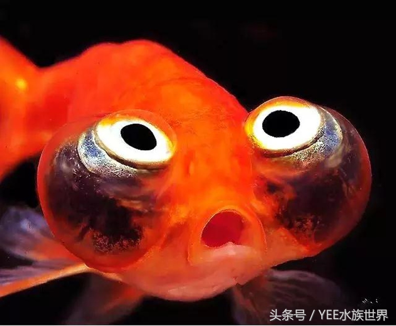 金鱼冬眠的正确姿势,金鱼怎么养看完就知道了