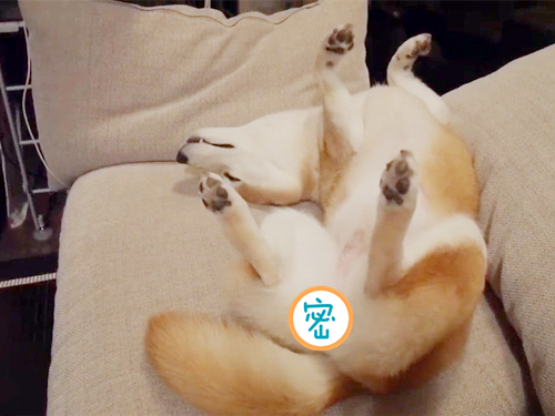 柴犬从山上摔下来了,柴犬被抱摔在地上