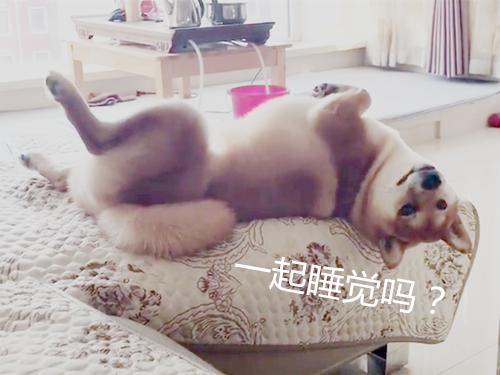 柴犬从山上摔下来了,柴犬被抱摔在地上